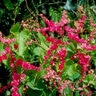 Antigonon Leptopus Coral Vine