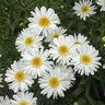 Leucanthemum x superbum Highland White Dream Shasta Daisy