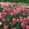 Hydrangea Paniculata Fire Light Proven Winners Panicle Hydrangea Tree Form Standard 15 gal. Container