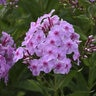 Phlox Paniculata Garden Girls Uptown Girl Phlox