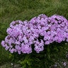 Phlox Paniculata Garden Girls Uptown Girl Phlox