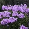 Phlox Paniculata Garden Girls Uptown Girl Phlox