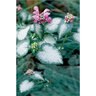 Lamium Maculatum Red Nancy Deadnettle