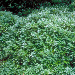 Sarcococca Hookeriana Sweet Box
