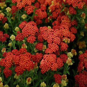 Achillea Millefolium Strawberry Seduction Yarrow