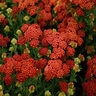 Achillea Millefolium Strawberry Seduction Yarrow