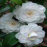 Camellia Japonica White By The Gate Camellia 7 gal. Container