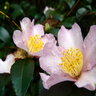 Camellia Sasanqua Maidens Blush Camellia 48 in. Height Ball and Burlap