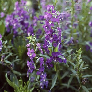 Angelonia Angustifolia Purple Summer Snapdragon