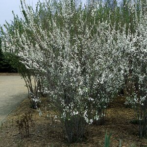 Spiraea Prunifolia Plena Bridal Wreath Spiraea