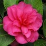 Camellia Sasanqua Chansonette Camellia 3 gal. Container