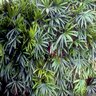 Rhapis Excelsa Broadleaf Lady Palm 5 gal. Container