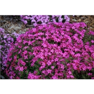 Phlox Subulata Crimson Beauty Phlox