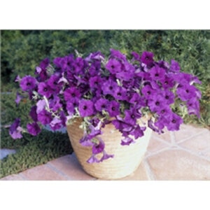 Petunia X Hybrida Wave Blue Spreading Petunia