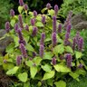 Agastache Foeniculum Golden Jubilee Hyssop