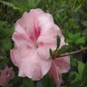 Rhododendron X Nancy Of Robin Hill Azalea 5 gal. Container