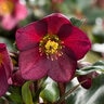 Helleborus X Brandywine Hybrids Lenten Rose