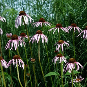 Echinacea Pallida Pale Purple Coneflower