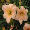 Hemerocallis X Fairy Tale Pink Daylily 1 gal. Container