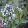 Amsonia Tabernaemontana Bluestar
