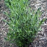 Amsonia Tabernaemontana Bluestar