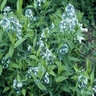 Amsonia Tabernaemontana Bluestar