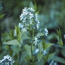 Amsonia Tabernaemontana Bluestar