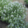 Amsonia Tabernaemontana Bluestar