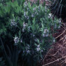 Amsonia Tabernaemontana Bluestar