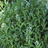 Amsonia Tabernaemontana Bluestar