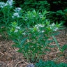 Amsonia Tabernaemontana Bluestar