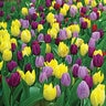 Tulipa Bulb Single Early Royal Prince Mixture Tulip