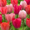 Tulipa Bulb Darwin Hybrid Van Eijk Tulip