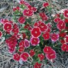 Dianthus Chinensis X Barbatus Telstar Mixture Sweet William