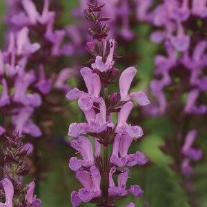Salvia Nemorosa Rose Marvel Woodland Sage