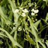 Sagittaria latifolia Broad-Leaf Arrowhead