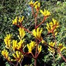 Anigozanthos X Yellow Gem Kangaroo Paws