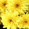 Chrysanthemum X Morifolium Chelsey Yellow Garden Mum