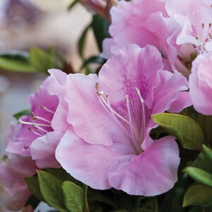 Rhododendron X Robleja Autumn Sweetheart Azalea