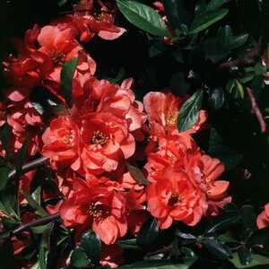 Chaenomeles X Superba Cameo Flowering Quince