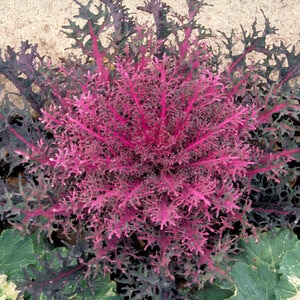 Brassica Oleracea Peacock Red Ornamental Kale