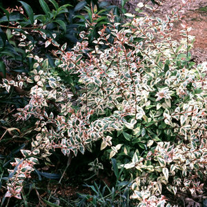Abelia X Grandiflora Mardi Gras Glossy Abelia