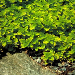 Origanum vulgare Aureum Golden Oregano
