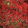 Sedum Spurium Red Carpet Caucasian Stonecrop