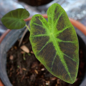 Colocasia Esculenta var. Antiquorum Black Beauty Elephant Ear