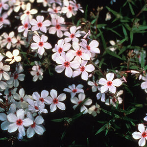 Phlox Divaricata Chattahoochee Phlox