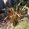 Phormium X Jester New Zealand Flax