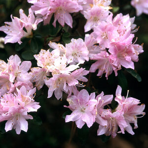 Rhododendron X Pink Pearl Azalea
