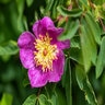 Rosa Woodsii Woods Rose