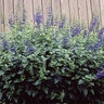 Salvia Guaranitica Anise-Scented Sage